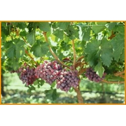 CRİMSON SEEDLESS ÜZÜMÜ